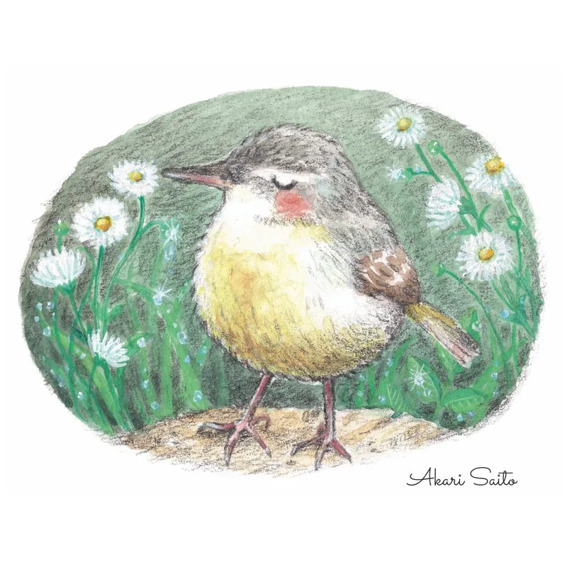 イラスト　キセキレイ
