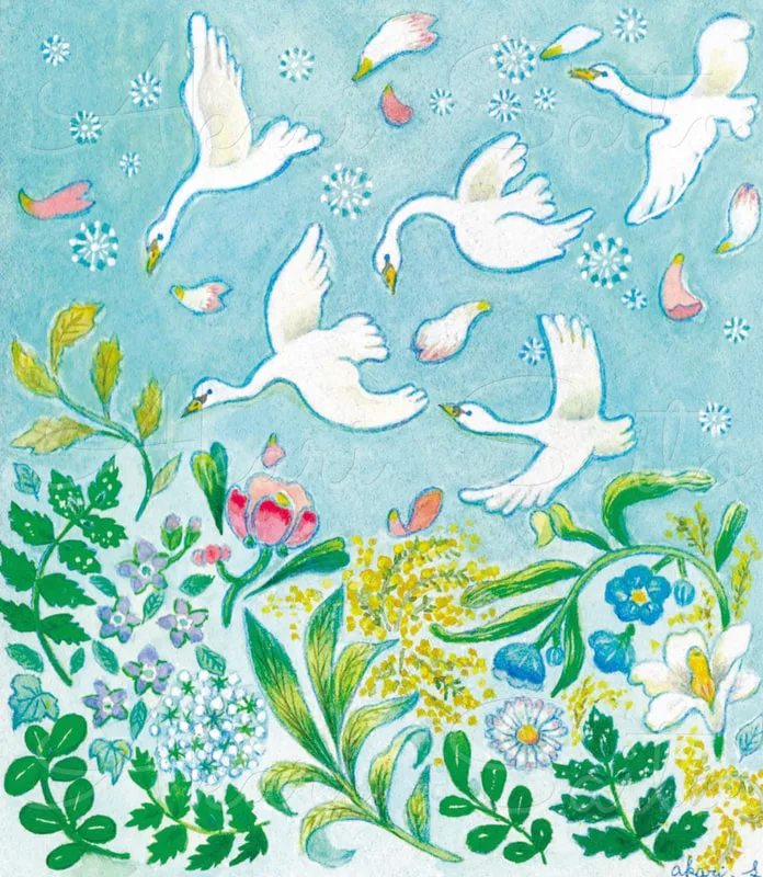 イラスト　白鳥